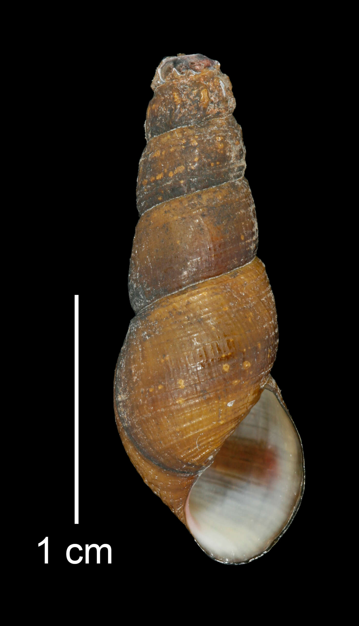 Image of Juga plicifera (I. Lea 1838)