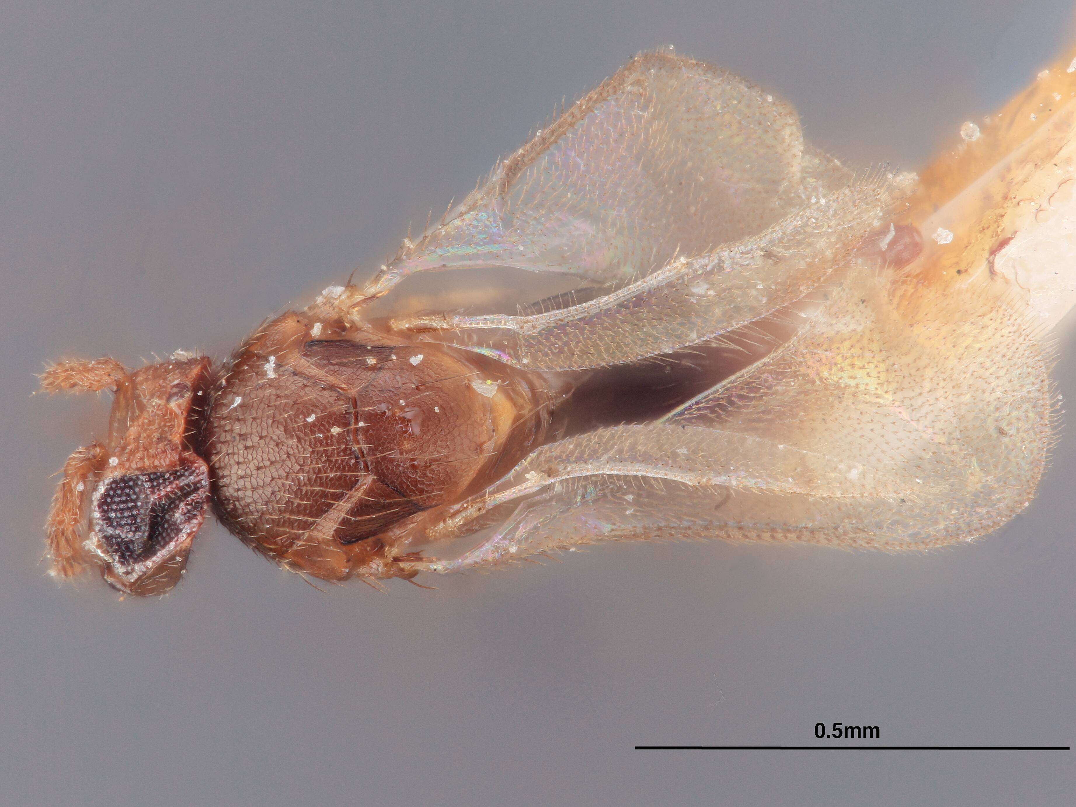 Image of Parasitoid wasp