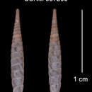 Imagem de Gongylostomella portuondoi C. Torre & Bartsch 1972