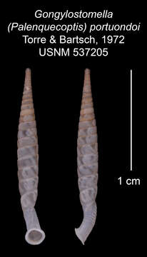 Imagem de Gongylostomella portuondoi C. Torre & Bartsch 1972