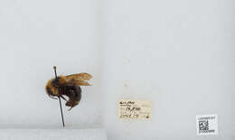 Image de Bombus insularis (Smith 1861)