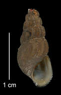 Image of Juga plicifera (I. Lea 1838)