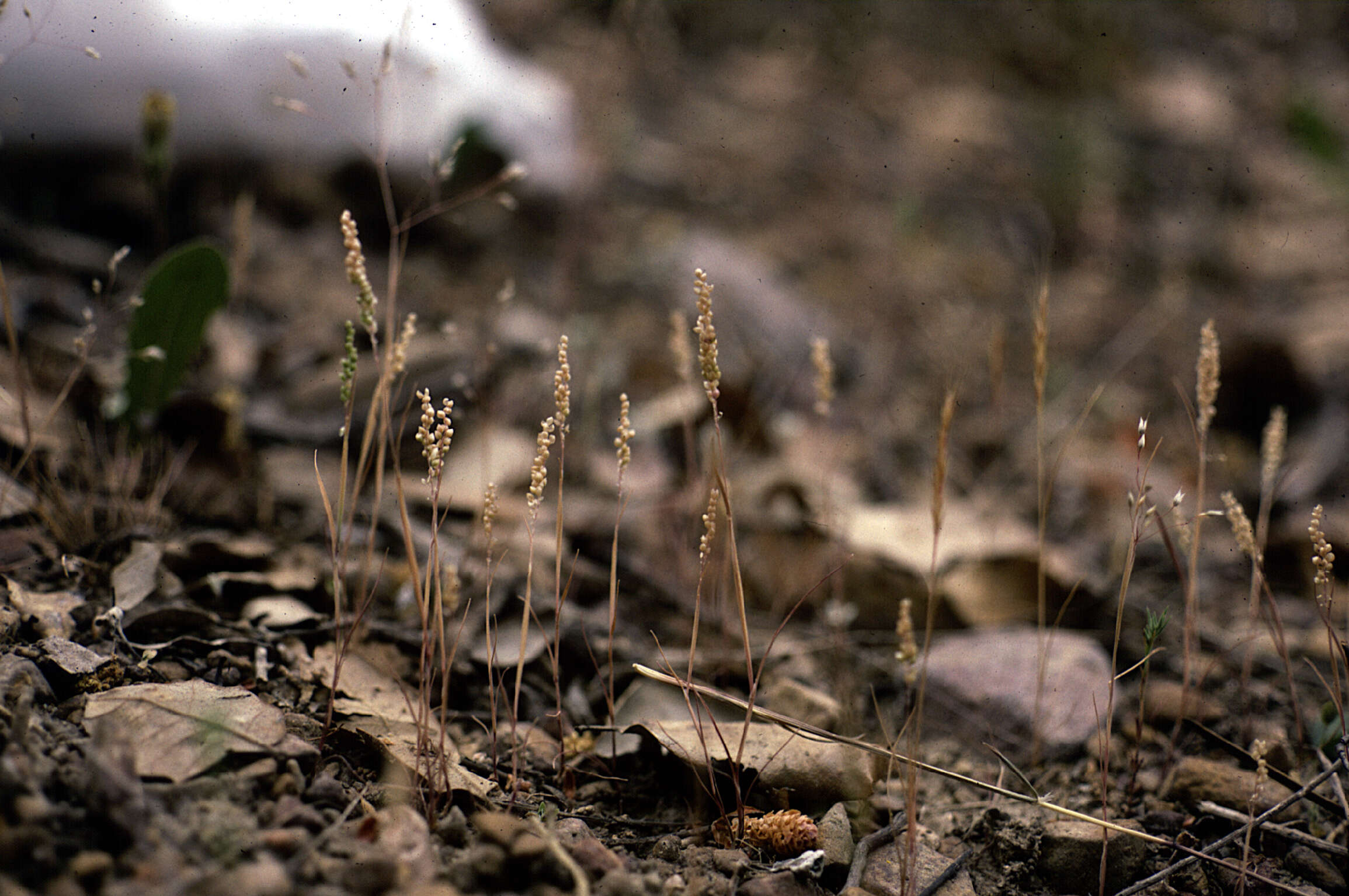 صورة Airopsis tenella (Cav.) Coss. & Durieu