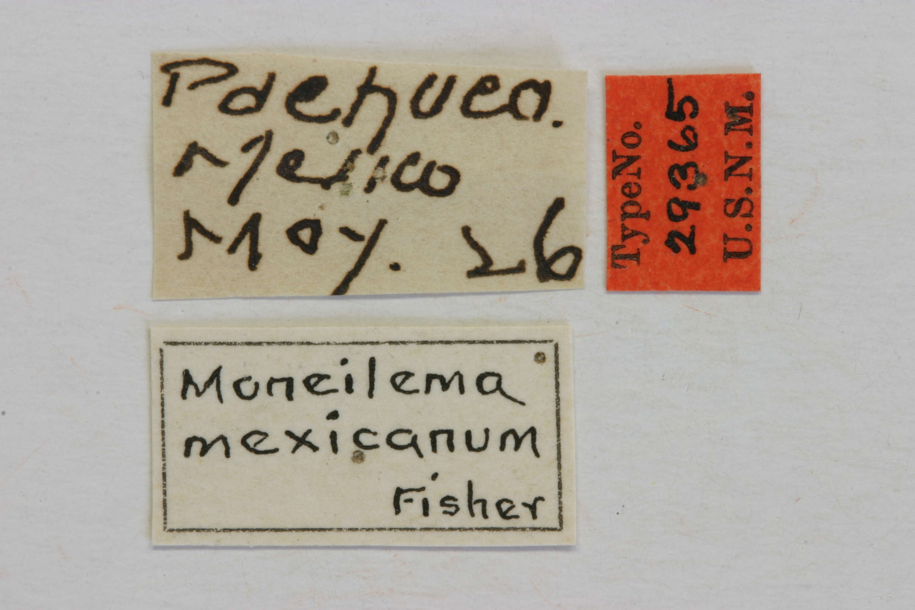 Image of Moneilema mexicanum Fisher 1927