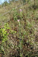 Image of Few-flowered Milkwort