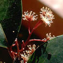 Image of Xylosma hawaiiense Seem.