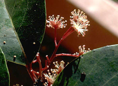 Image of Xylosma hawaiiense Seem.