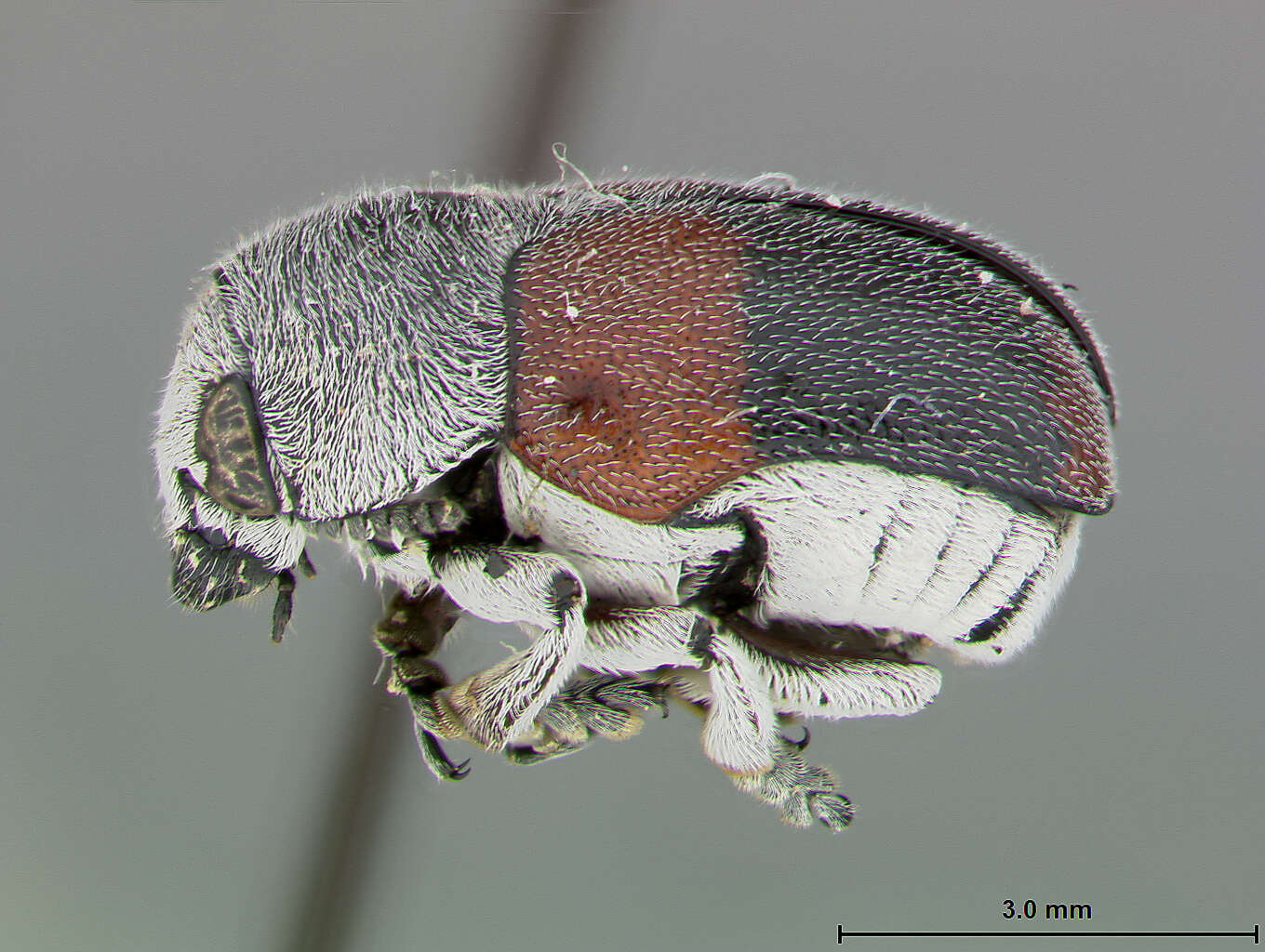 Слика од Megalostomis Chevrolat 1836