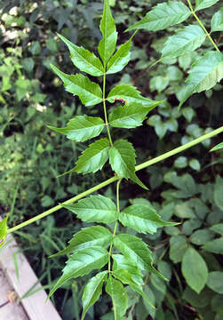 Image of trumpet creeper