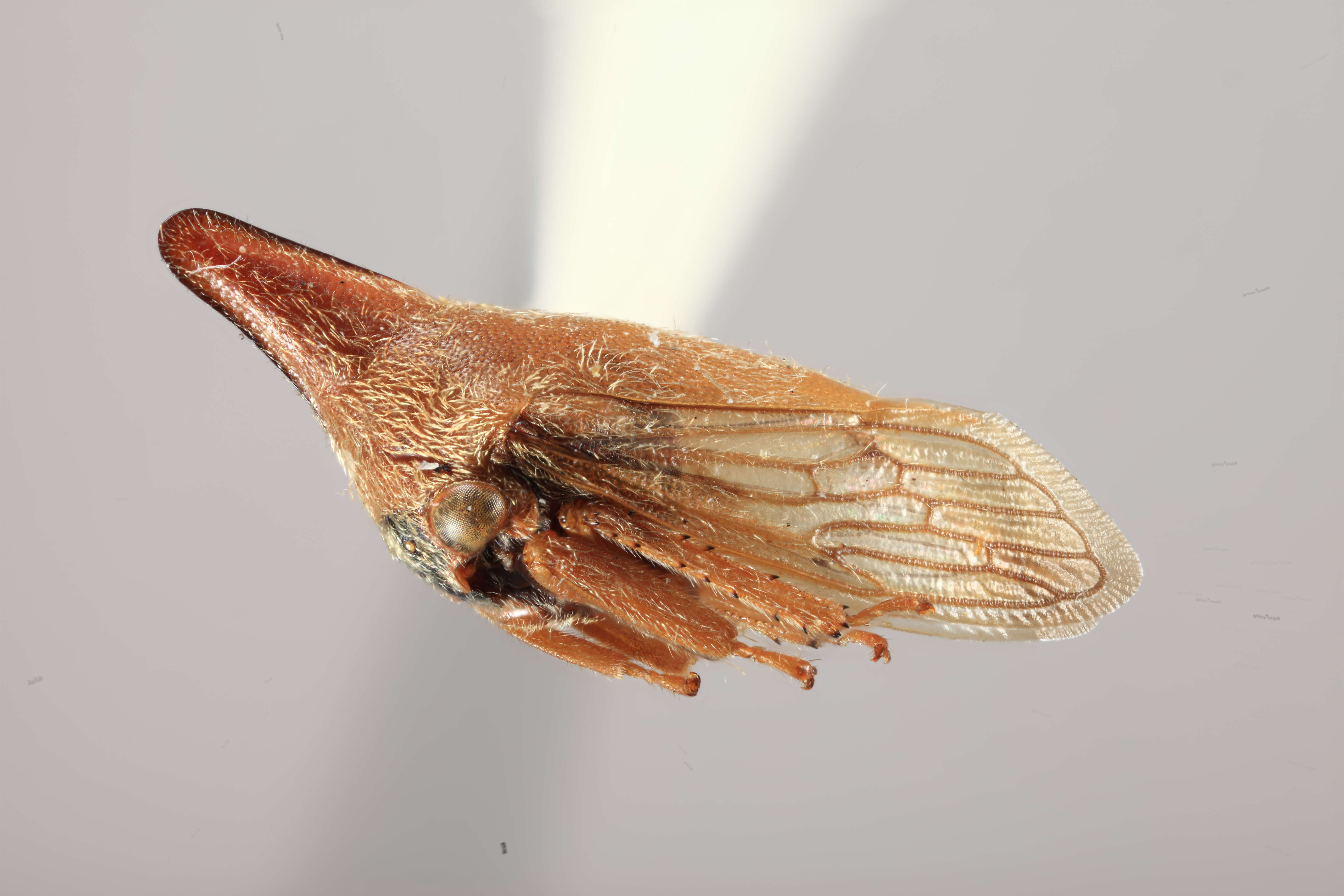 Image of Guayaquila emarginata Dietrich