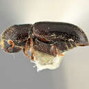 Image of Pityophthorus anthracinus Bright 1976