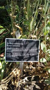 Image de Lychnis coronaria (L.) Desr.