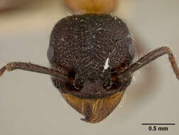 Image of Myrmica Latreille 1804