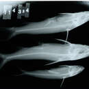 Image of Maya sea catfish