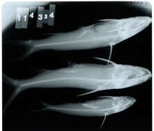 Image of Maya sea catfish