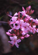 Image de Rhododendron prinophyllum (Small) Millais