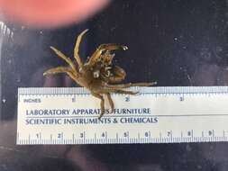 Image of graceful kelp crab