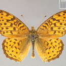 Image of Dryas Hübner 1807