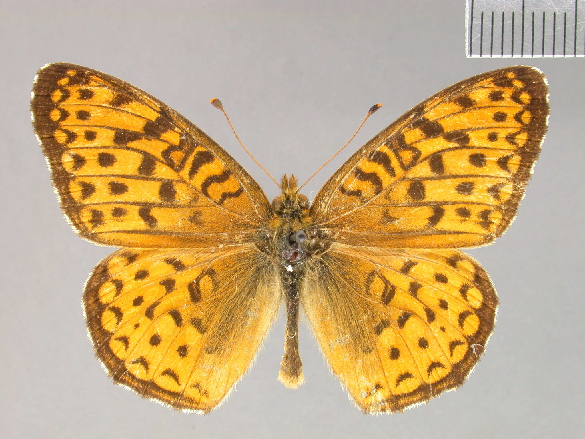 Image of Dryas Hübner 1807