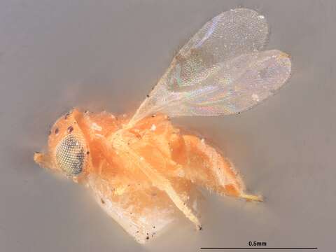 Image of Parasitoid wasp