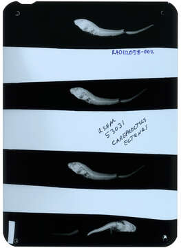 Image of Shovelhead snailfish