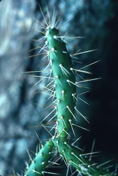 Image of Roving Pricklypear