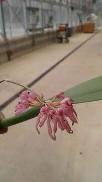 Image of Bulbophyllum grandiflorum Blume