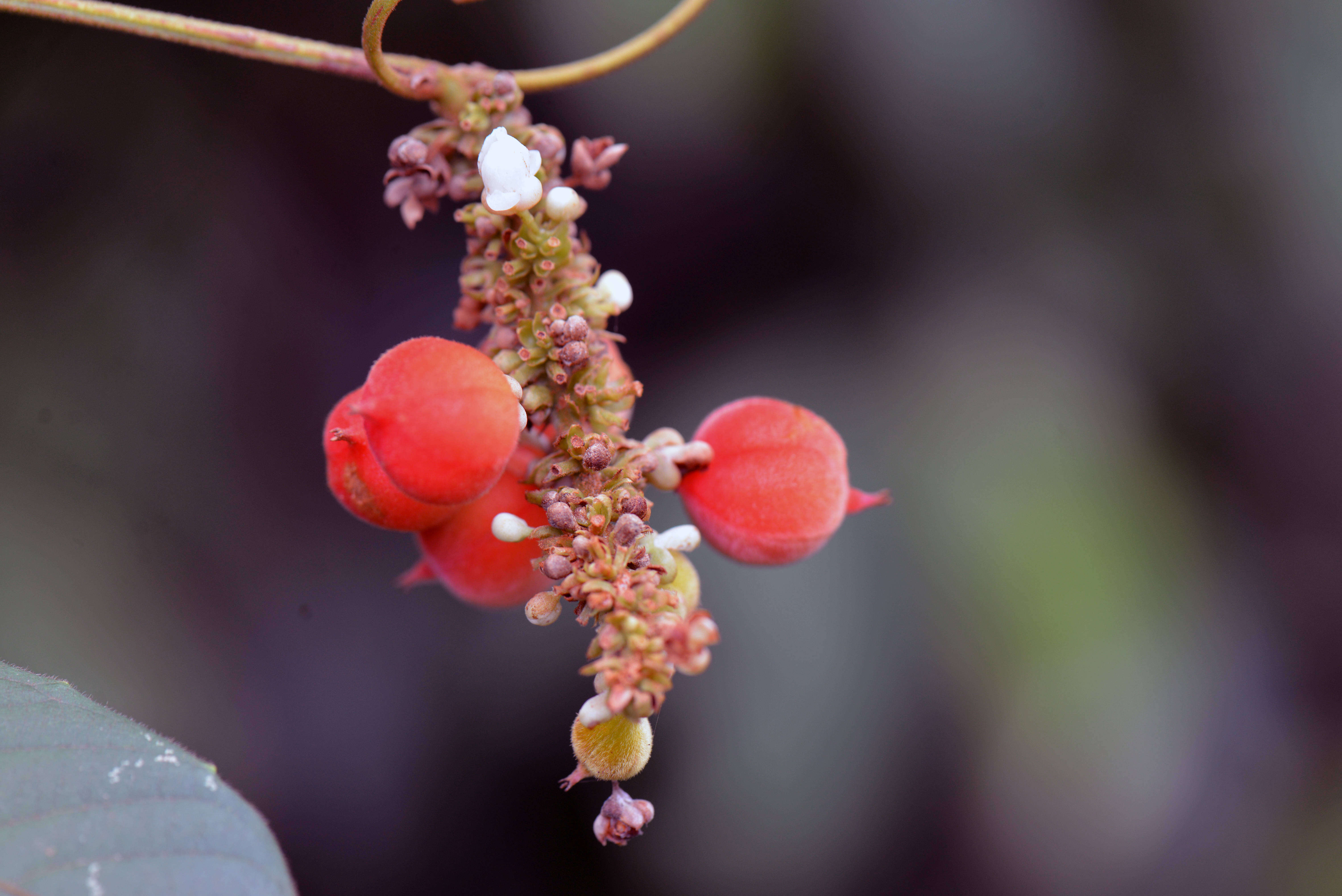 Imagem de Paullinia stellata L. Radlk.