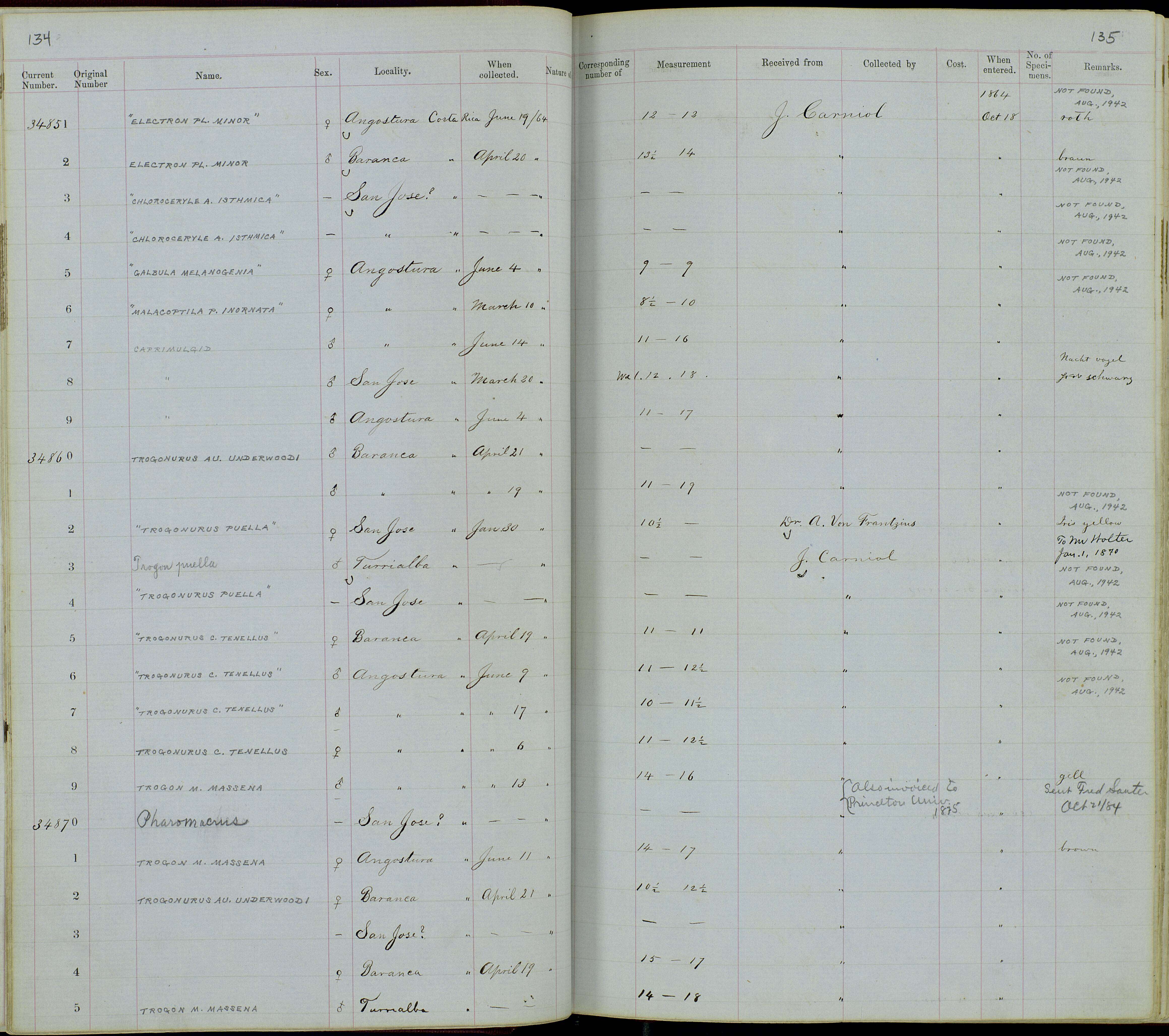 Sivun Electron platyrhynchum minus (Hartert 1898) kuva