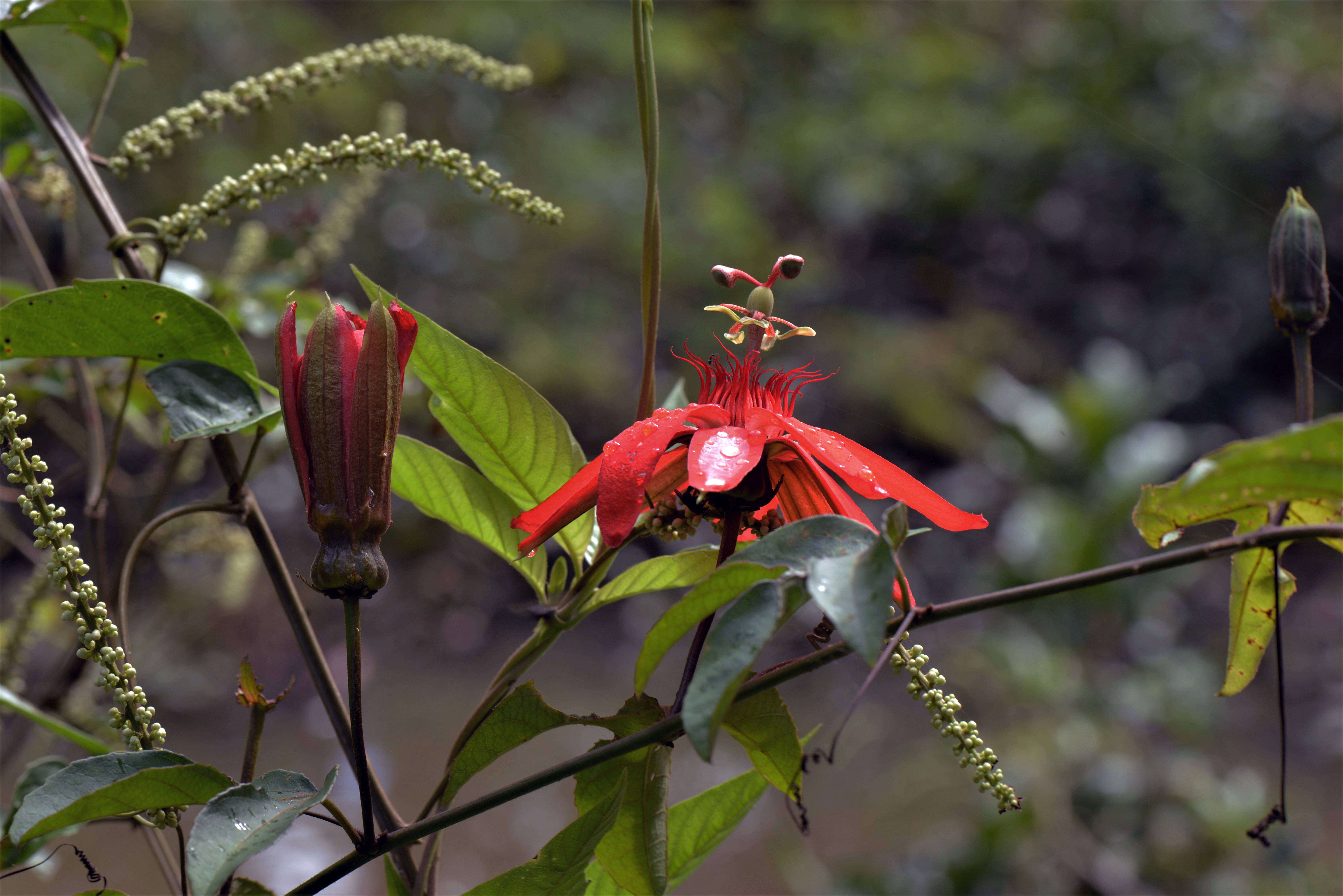 Sivun Passiflora L. kuva