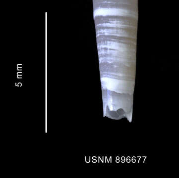 Image of Siphonodentalium dalli (Pilsbry & Sharp 1898)