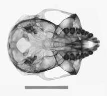 Image of Trachypithecus cristatus cristatus (Raffles 1821)