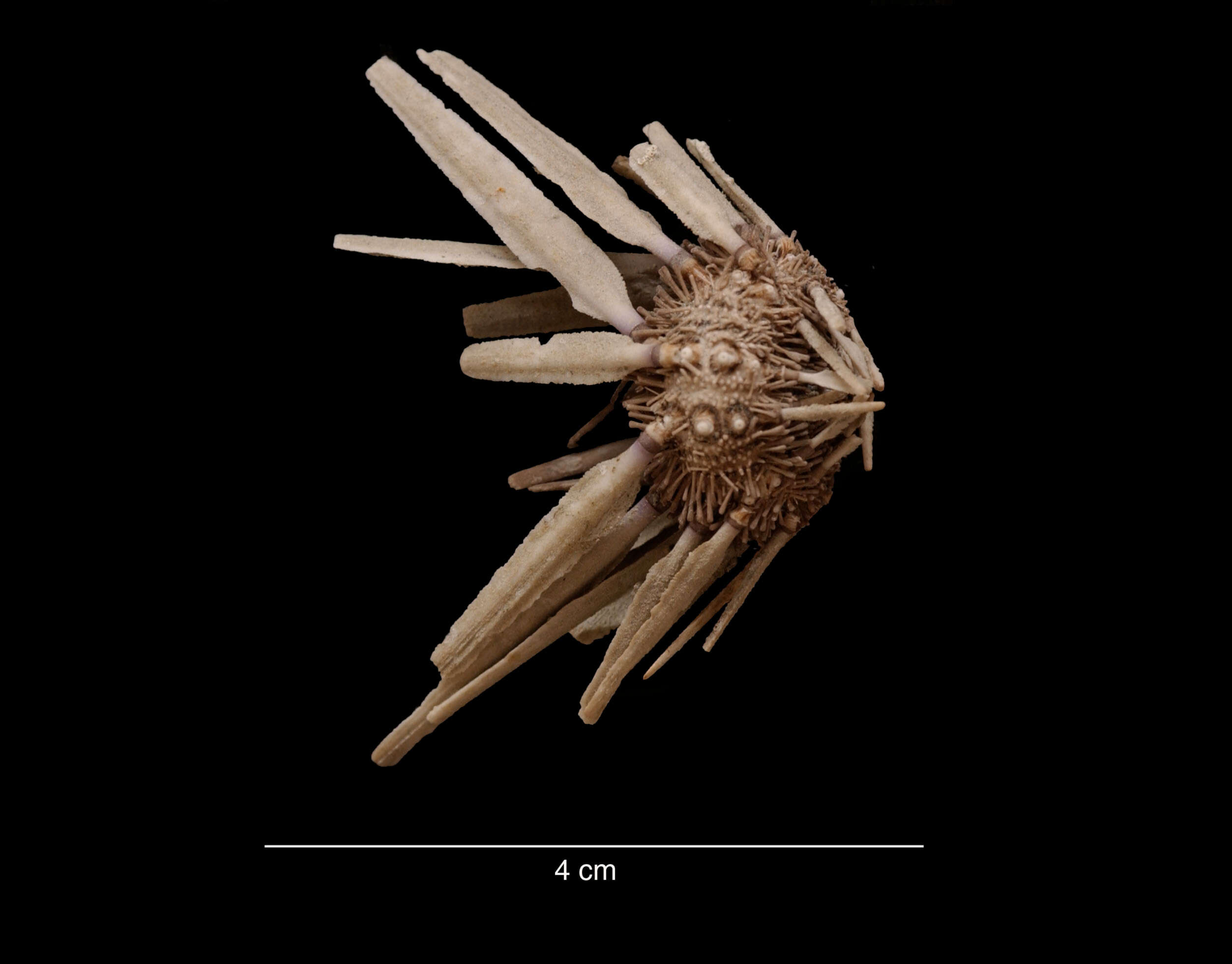 Imagem de Notocidaris mortenseni (Koehler 1900)