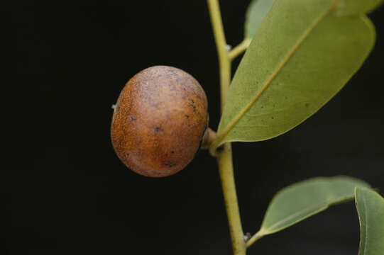 Image of Diospyros poeppigiana A. DC.