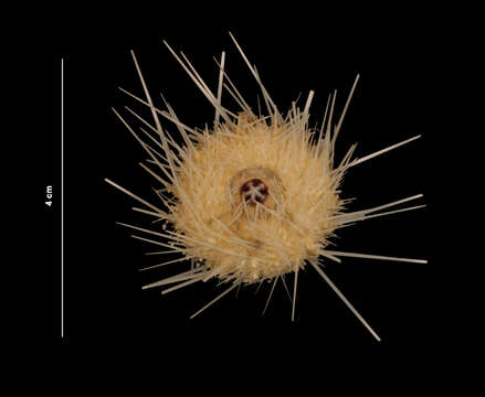 Image of uniform sea urchin