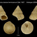 Image de <i>Calliostoma rioensis</i>