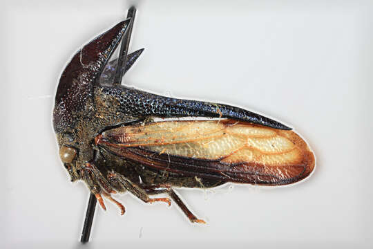 Image of Centrotypus laticornis Funkhouser