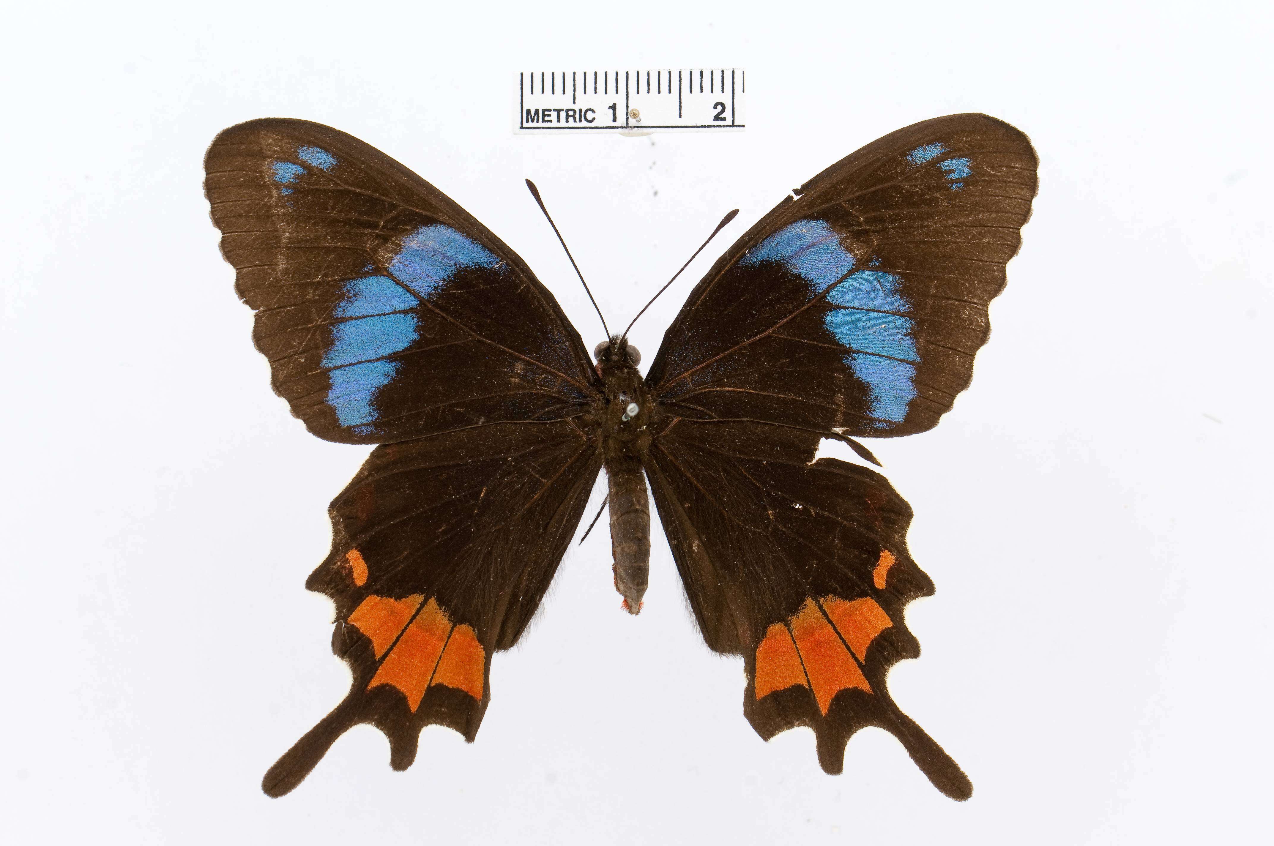 Image of Parides gundlachianus (Felder & Felder 1864)