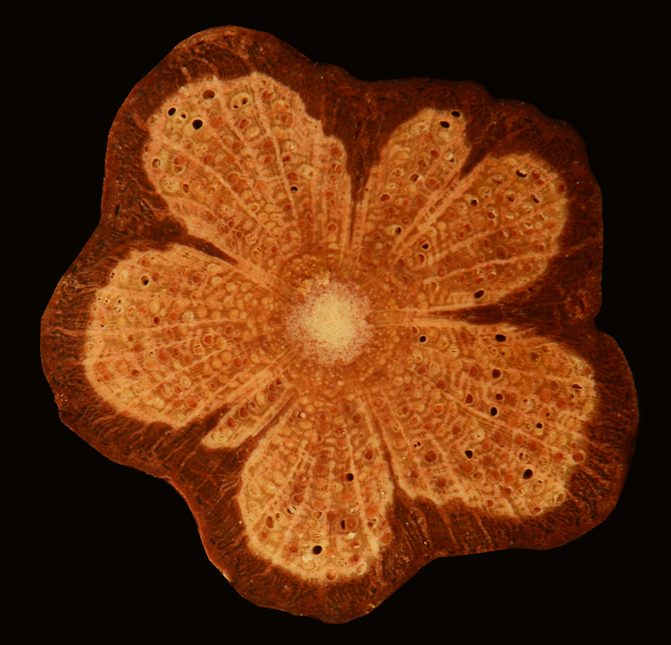 Image of Passifloraceae