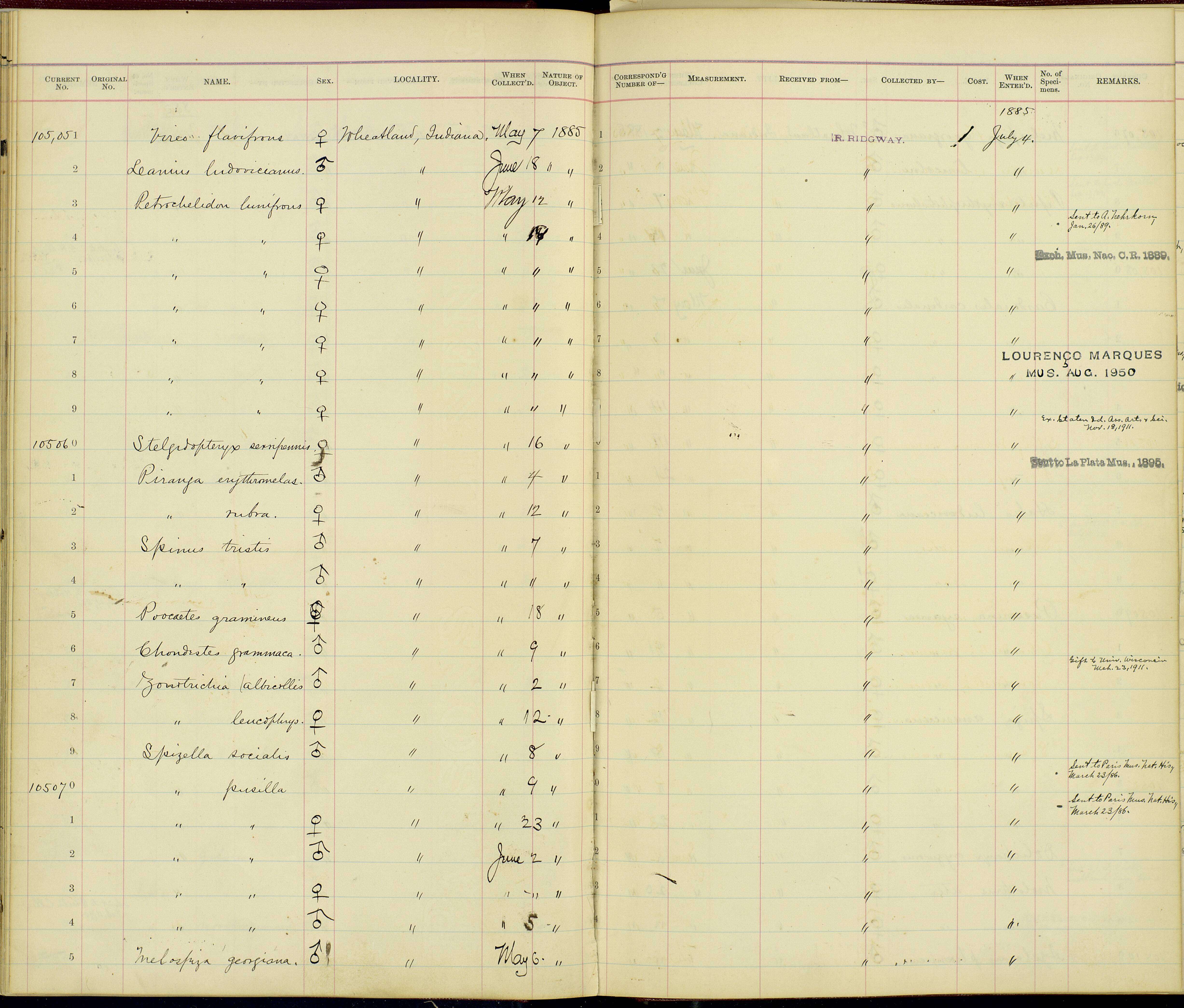 Слика од Lanius ludovicianus migrans Palmer & W 1898