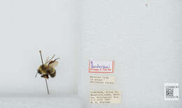 Image of Sanderson Bumble Bee