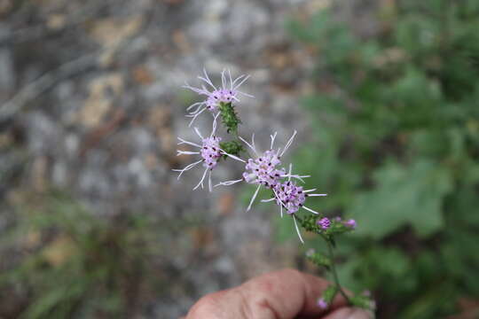 Слика од Liatris squarrulosa Michx.