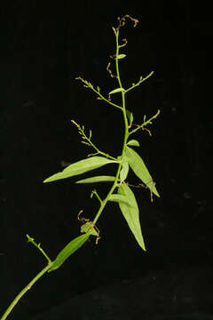 Iresine angustifolia Euphrasen的圖片