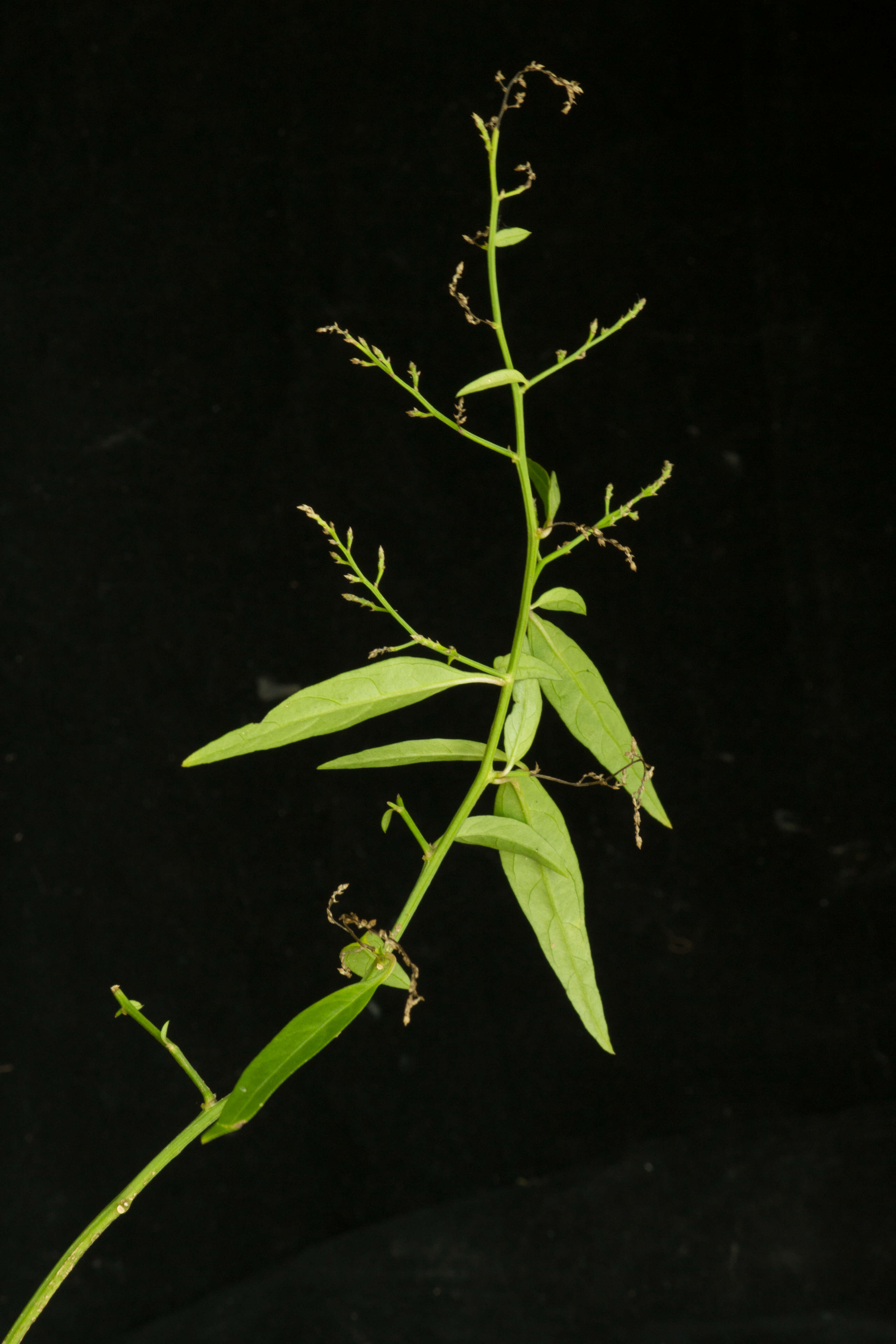 Iresine angustifolia Euphrasen的圖片