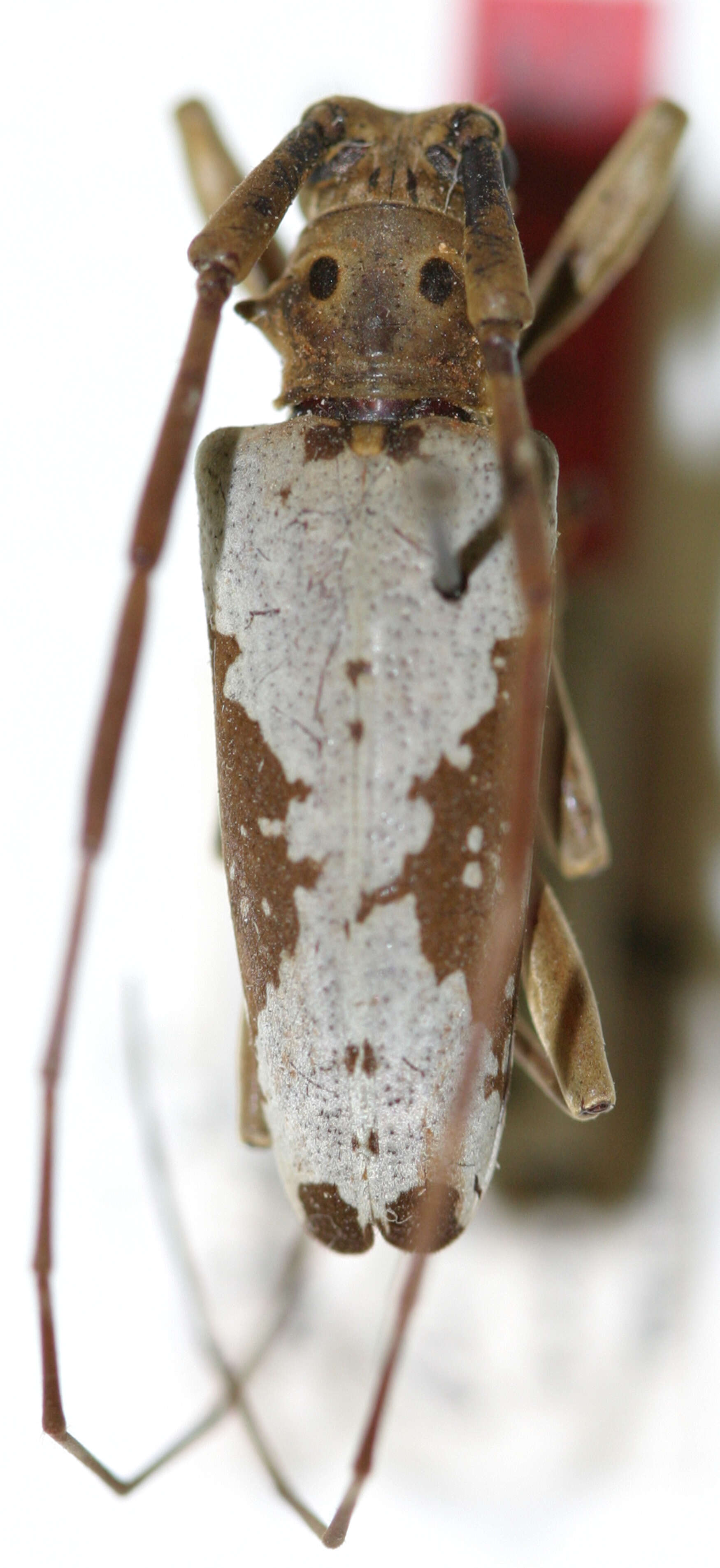 Image of Acalolepta biocellata (Breuning 1940)