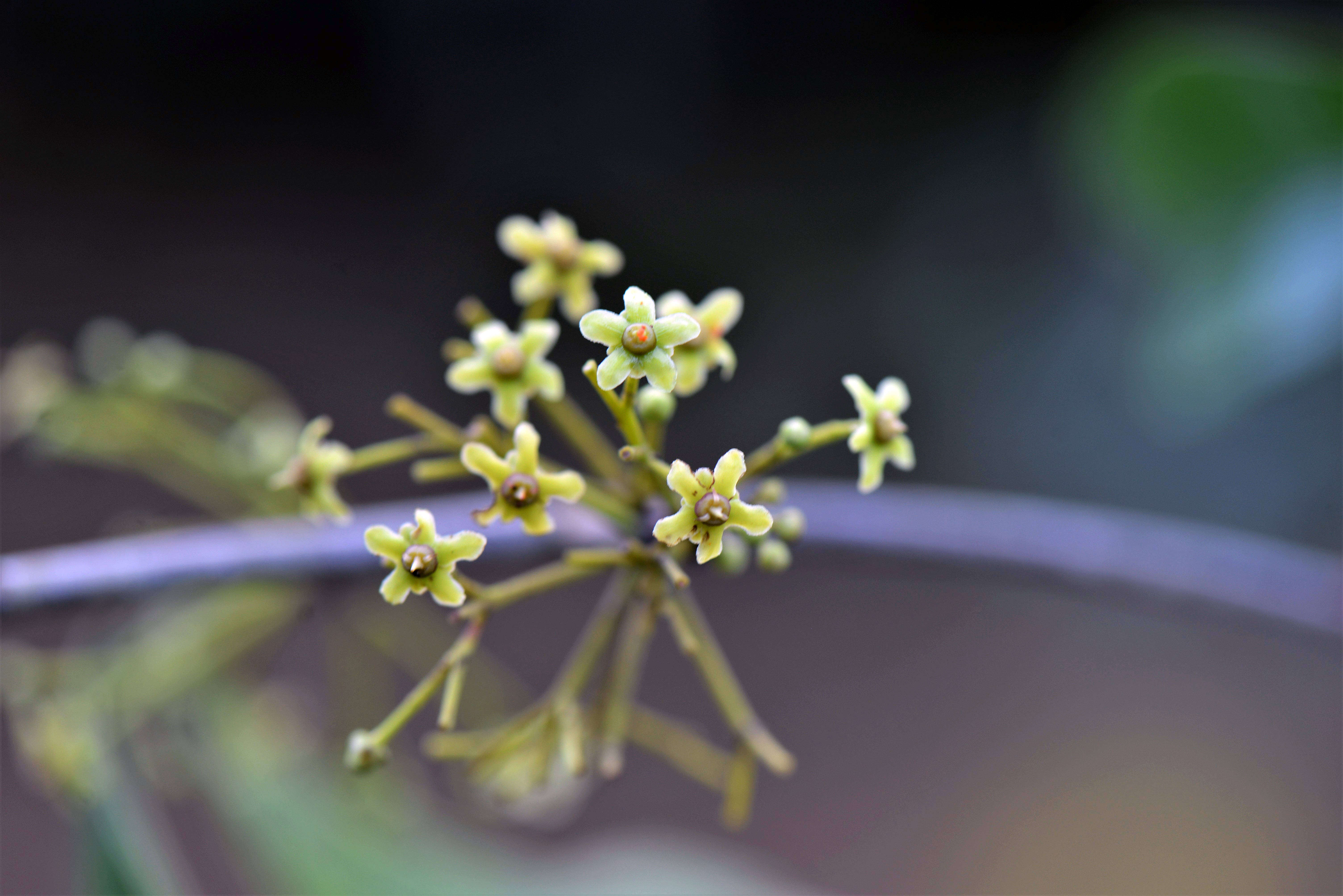 Image of Cheiloclinium Miers