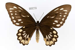 Plancia ëd Ornithoptera croesus Wallace 1859