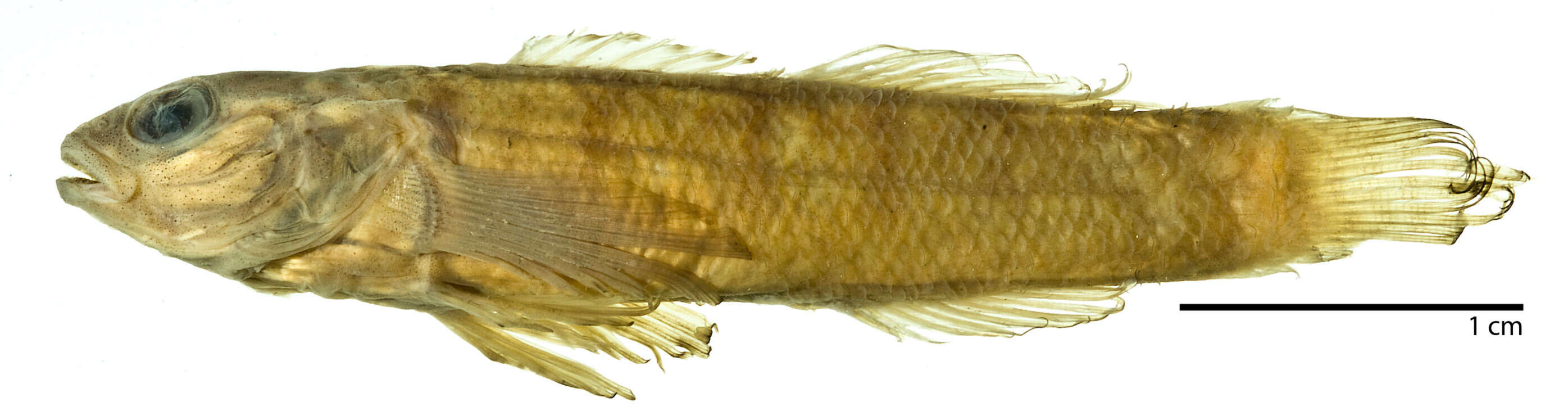 Image of Carolina fantail darter