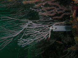 Image of delicate spiny sea rod