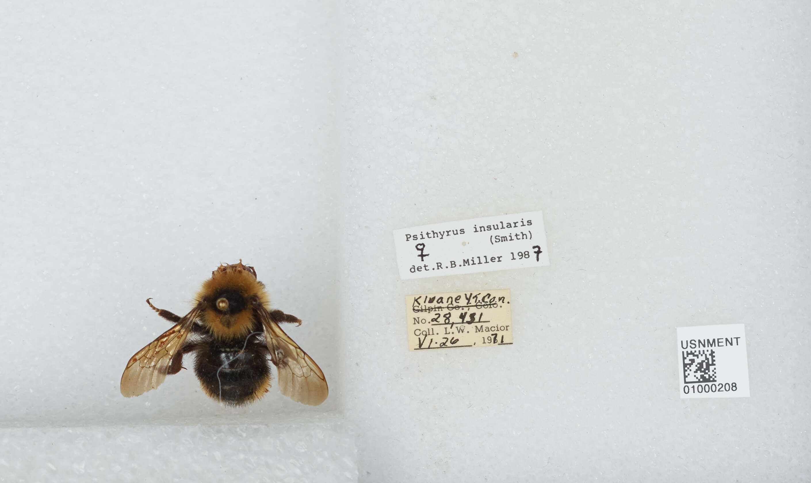 Image de Bombus insularis (Smith 1861)